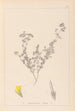 Ranskan kasvilajiston herbarium Pl0387 - Louis Antoine Cusin — näkymä teoksesta
