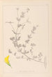 Ranskan kasvilajiston herbarium Pl0389 - Louis Antoine Cusin — näkymä teoksesta