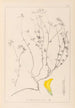 Ranskan kasvilajiston herbarium Pl0390 - Louis Antoine Cusin — näkymä teoksesta