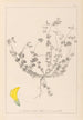 Ranskan kasvilajiston herbarium Pl0391 - Louis Antoine Cusin — näkymä teoksesta