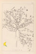 Ranskan kasvilajiston herbarium Pl0392 - Louis Antoine Cusin — näkymä teoksesta