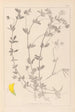 Ranskan kasvilajiston herbarium Pl0393 - Louis Antoine Cusin — näkymä teoksesta