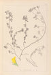Ranskan kasvilajiston herbarium Pl0394 - Louis Antoine Cusin — näkymä teoksesta