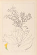 Ranskan kasvilajiston herbarium Pl0395 - Louis Antoine Cusin — näkymä teoksesta