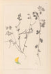 Ranskan kasvilajiston herbarium Pl0396 - Louis Antoine Cusin — näkymä teoksesta