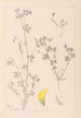 Ranskan kasvilajiston herbarium Pl0397 - Louis Antoine Cusin — näkymä teoksesta