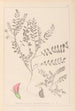 Ranskan kasvilajiston herbarium Pl0398 - Louis Antoine Cusin — näkymä teoksesta