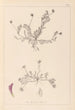 Ranskan kasvilajiston herbarium Pl0399 - Louis Antoine Cusin — näkymä teoksesta