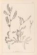 Ranskan kasvilajiston herbarium Pl0400 - Louis Antoine Cusin — näkymä teoksesta