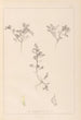 Ranskan kasvilajiston herbarium Pl0401 - Louis Antoine Cusin — näkymä teoksesta