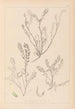 Ranskan kasvilajiston herbarium Pl0402 - Louis Antoine Cusin — näkymä teoksesta