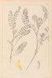 Ranskan kasvilajiston herbarium Pl0403 - Louis Antoine Cusin — näkymä teoksesta