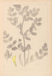 Ranskan kasvilajiston herbarium Pl0404 - Louis Antoine Cusin — näkymä teoksesta