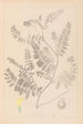 Ranskan kasvilajiston herbarium Pl0405 - Louis Antoine Cusin — näkymä teoksesta