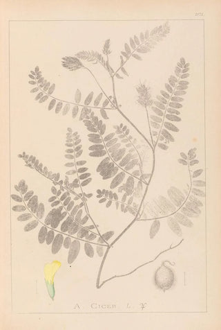 Louis Antoine Cusin - Herbier de la flore franaise Pl0405.webp