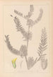 Ranskan kasvilajiston herbarium Pl0406 - Louis Antoine Cusin — näkymä teoksesta