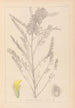Ranskan kasvilajiston herbarium Pl0407 - Louis Antoine Cusin — näkymä teoksesta