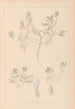 Ranskan kasvilajiston herbarium Pl0409 - Louis Antoine Cusin — näkymä teoksesta