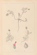 Ranskan kasvilajiston herbarium Pl0410 - Louis Antoine Cusin — näkymä teoksesta