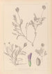 Ranskan kasvilajiston herbarium Pl0411 - Louis Antoine Cusin — näkymä teoksesta