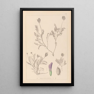 Louis Antoine Cusin - Herbier de la flore franaise Pl0411.webp