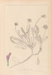 Ranskan kasvilajiston herbarium Pl0412 — näkymä teoksesta