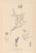 Ranskan kasvilajiston herbarium Pl0413 — näkymä teoksesta