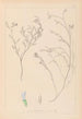 Ranskan kasvilajiston herbarium Pl0414 — näkymä teoksesta