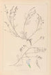 Ranskan kasvilajiston herbarium Pl0415 — näkymä teoksesta