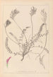 Ranskan kasvilajiston herbarium Pl0416 — näkymä teoksesta