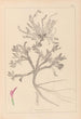 Ranskan kasvilajiston herbarium Pl0417 — näkymä teoksesta