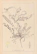 Ranskan kasvilajiston herbarium Pl0418 — näkymä teoksesta