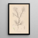 Ranskan kasvilajiston herbarium Pl0419 — kehystetty taideteos seinällä