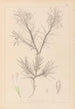 Ranskan kasvilajiston herbarium Pl0419 — näkymä teoksesta