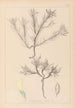 Ranskan kasvilajiston herbarium Pl0420 — näkymä teoksesta