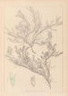 Ranskan kasvilajiston herbarium Pl0421 — näkymä teoksesta