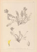 Ranskan kasvilajiston herbarium Pl0422 — näkymä teoksesta