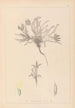 Ranskan kasvilajiston herbarium Pl0423 — näkymä teoksesta