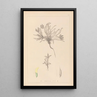 Louis Antoine Cusin - Herbier de la flore franaise Pl0423.webp