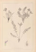Ranskan kasvilajiston herbarium Pl0424 — näkymä teoksesta
