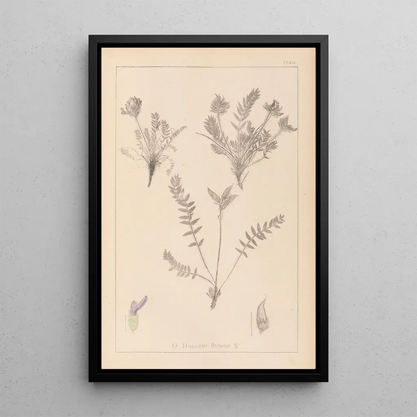 Louis Antoine Cusin - Herbier de la flore franaise Pl0424.webp