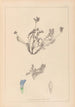 Ranskan kasvilajiston herbarium Pl0425 — näkymä teoksesta
