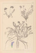 Ranskan kasvilajiston herbarium Pl0426 — näkymä teoksesta