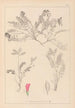 Ranskan kasvilajiston herbarium Pl0427 — näkymä teoksesta