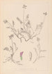 Ranskan kasvilajiston herbarium Pl0429 — näkymä teoksesta