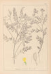 Ranskan kasvilajiston herbarium Pl0430 — näkymä teoksesta