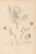 Ranskan kasvilajiston herbarium Pl0432 — näkymä teoksesta