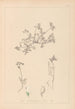 Ranskan kasvilajiston herbarium Pl0433 — näkymä teoksesta