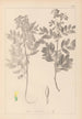 Ranskan kasvilajiston herbarium Pl0434 — näkymä teoksesta