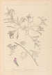Ranskan kasvilajiston herbarium Pl0435 — näkymä teoksesta